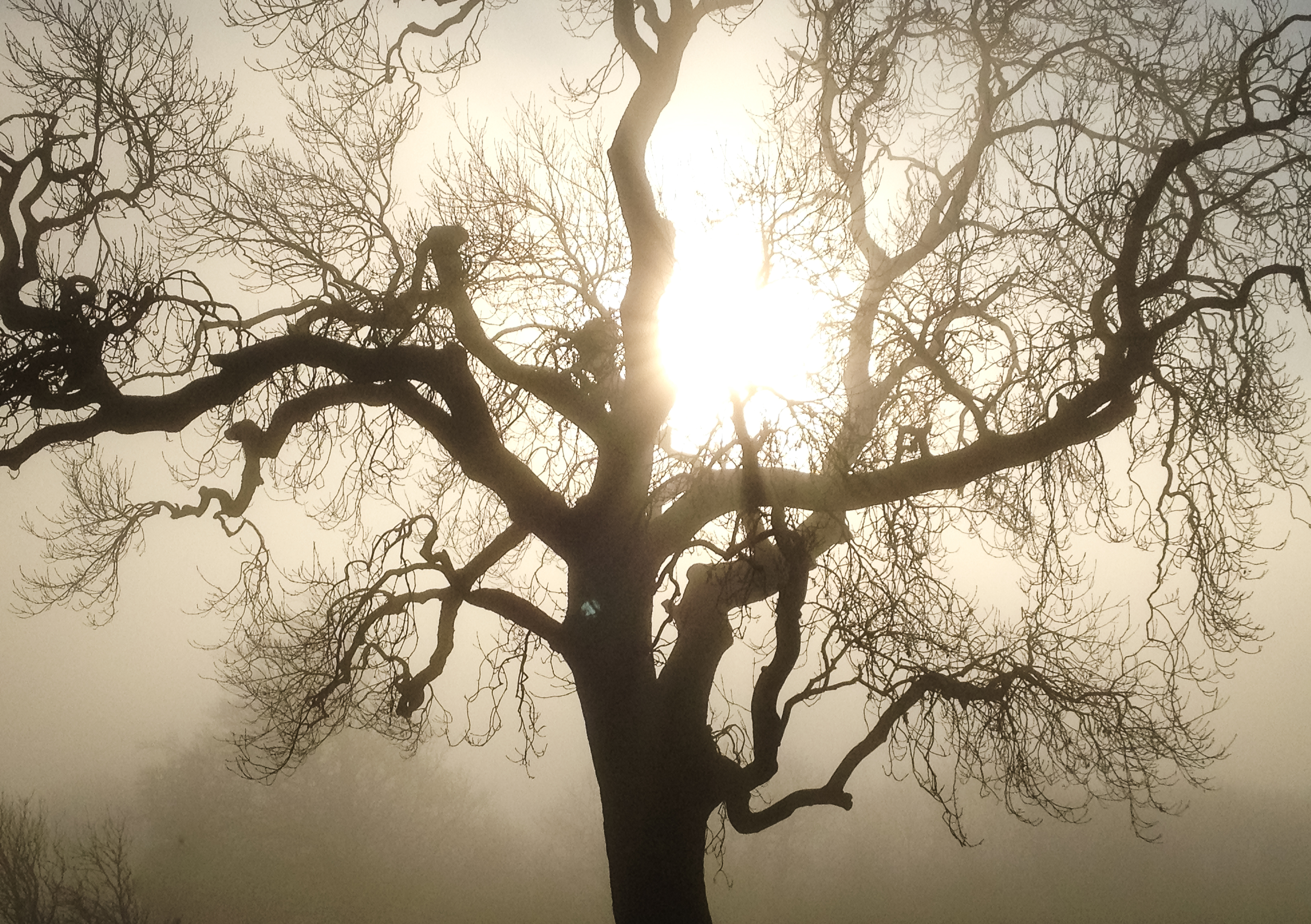 Light