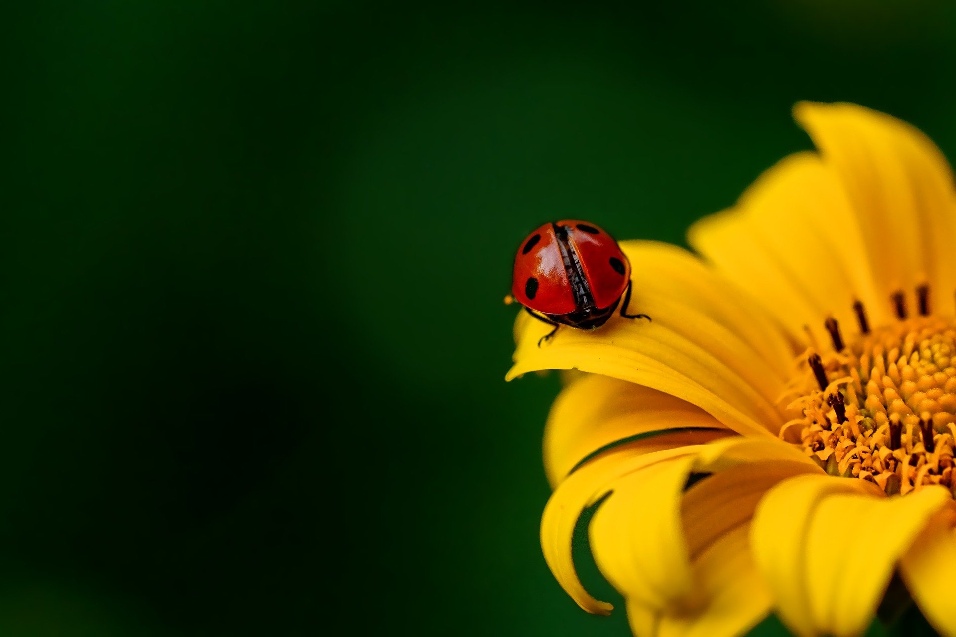 Allergies