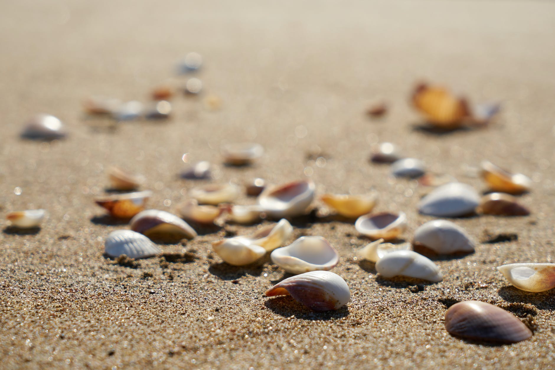 Seashells by Seashores