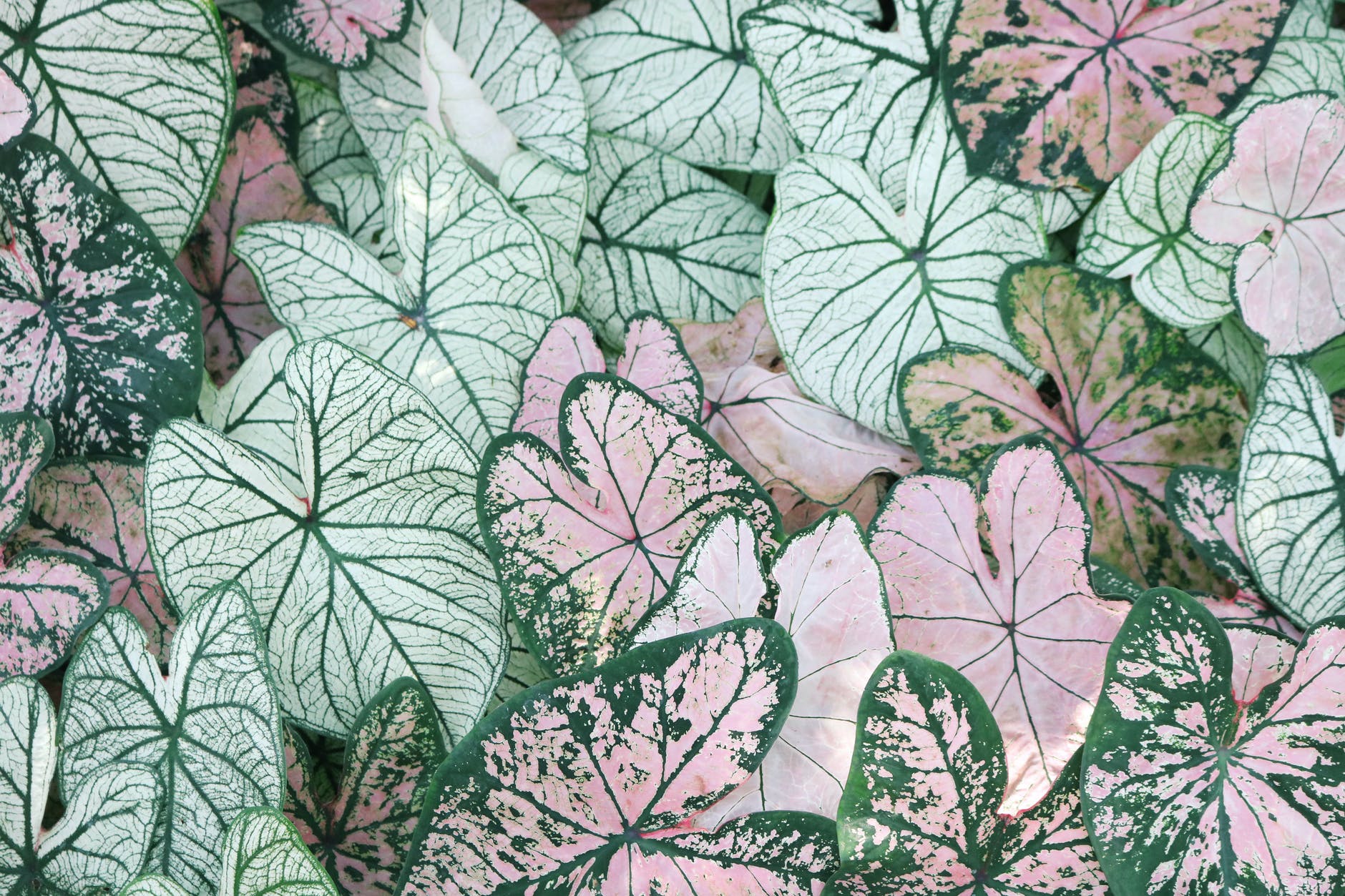 Habitual Patterns (Soon to Quit): Ociola | Planet PU Habitual Patterns (Soon to Quit)
