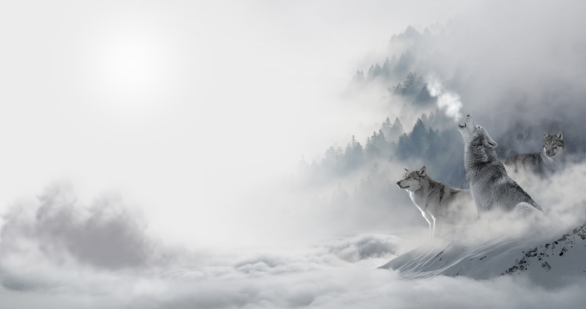Wild Thing - You Make My Heart Sing: Ociola | Planet PU Wild Thing - You Make My Heart Sing