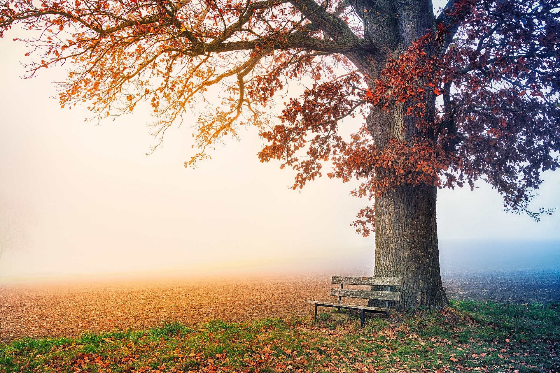 Benched: Ociola | Planet PU Benched