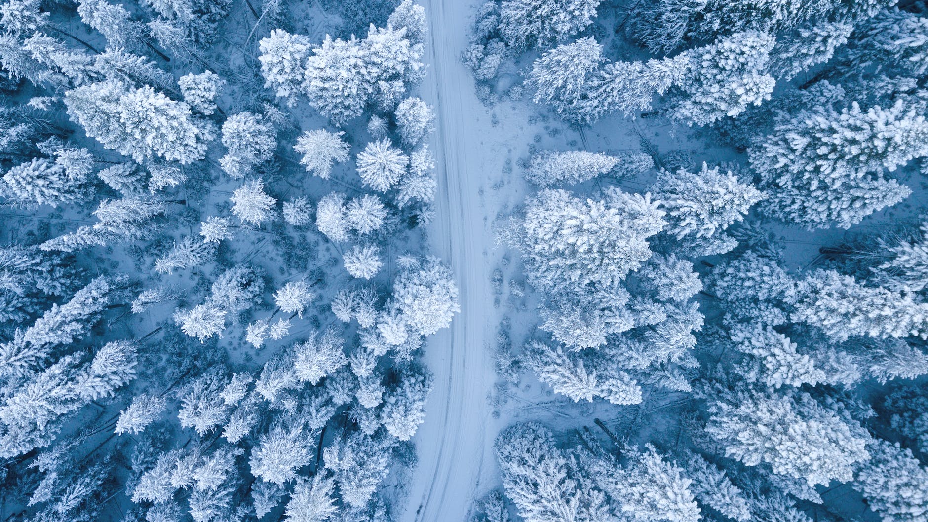 Winter Wonderland: Ociola | Planet PU Winter Wonderland