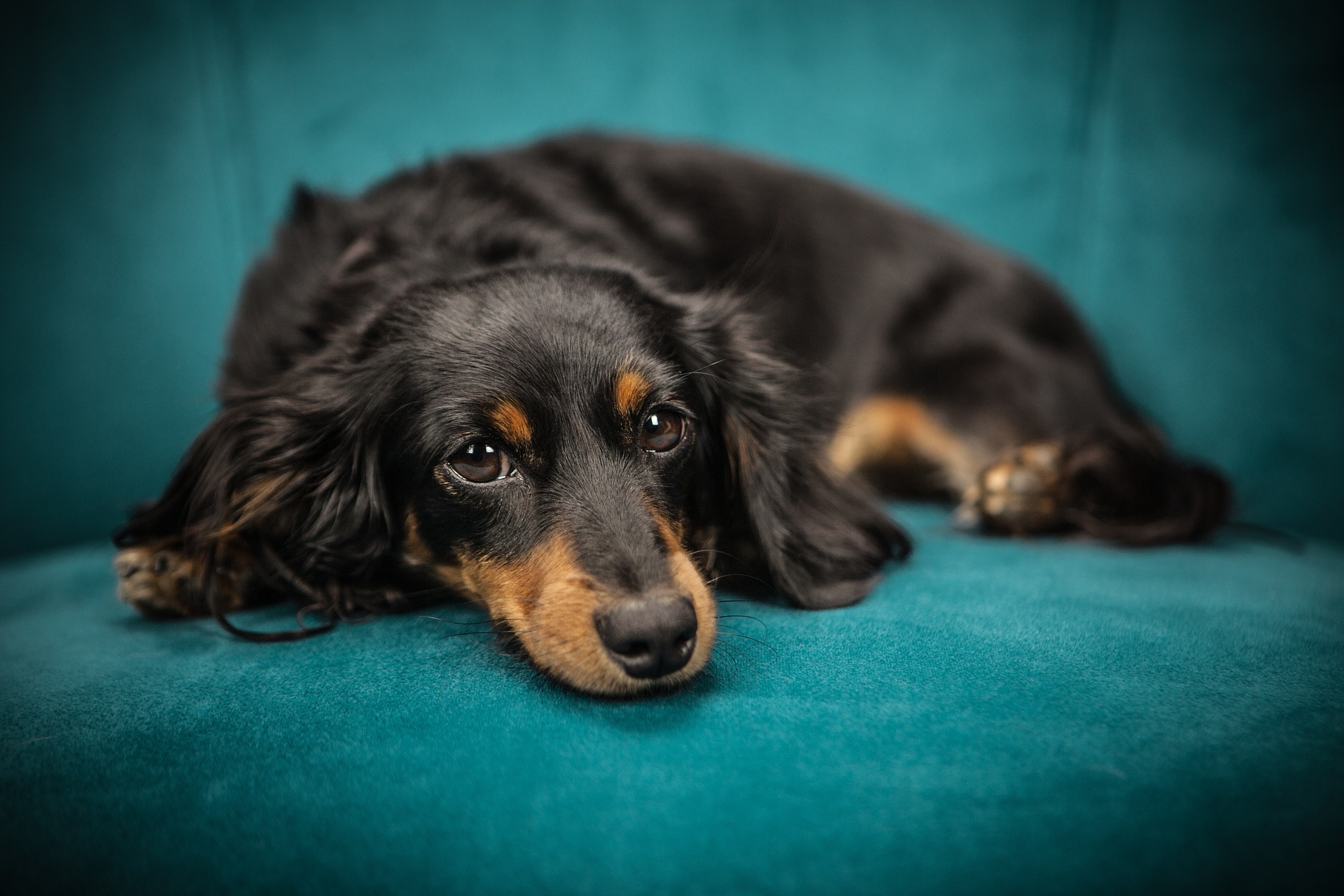 Sofa Sorrow