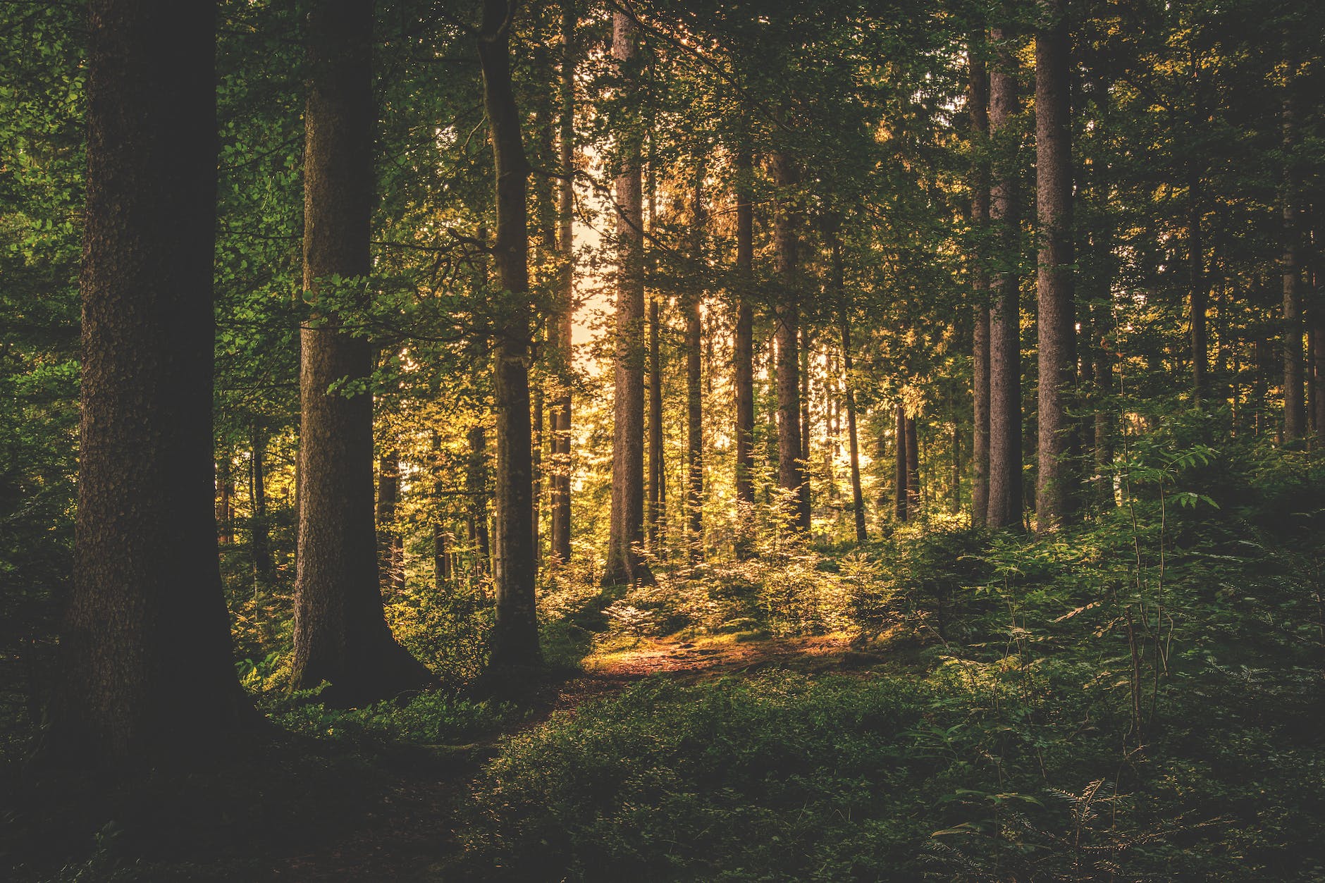 Not In The Woods