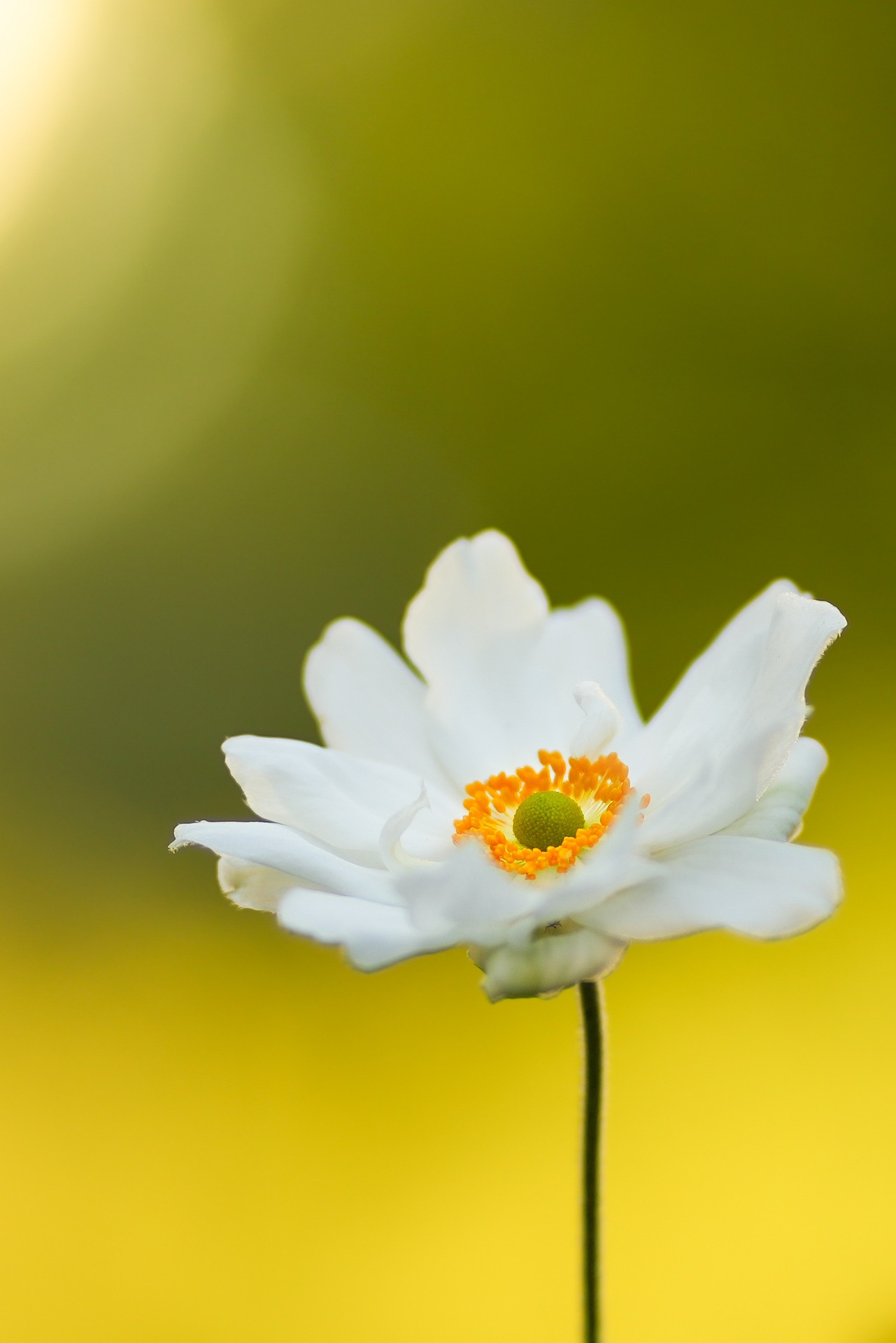 Flowering Into: Ociola | Planet PU Flowering Into