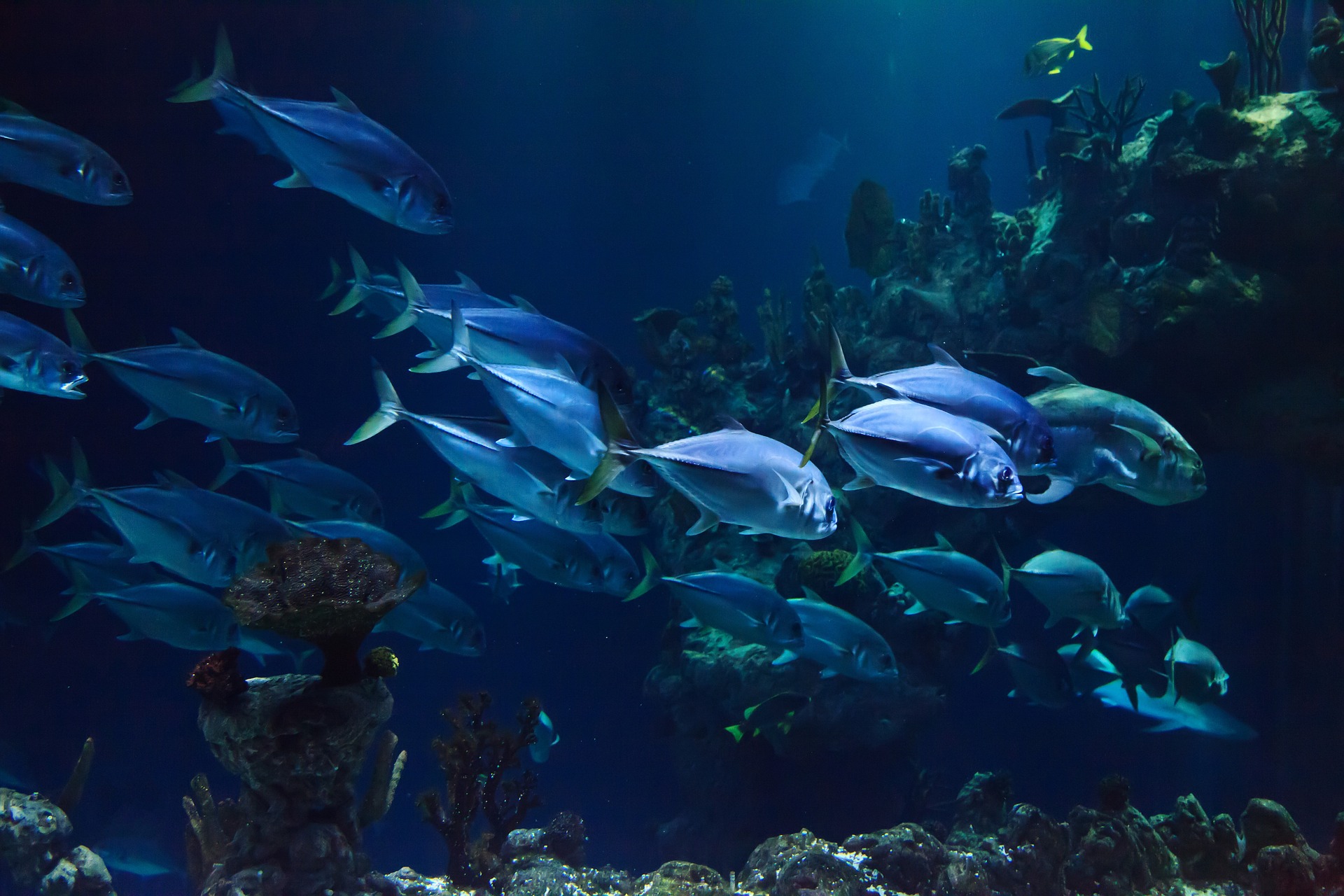 World War Fish