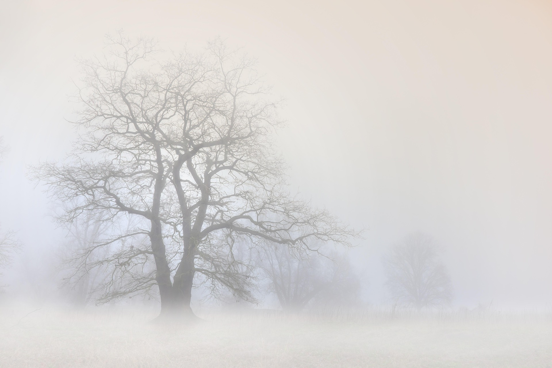 The Familiar Fog