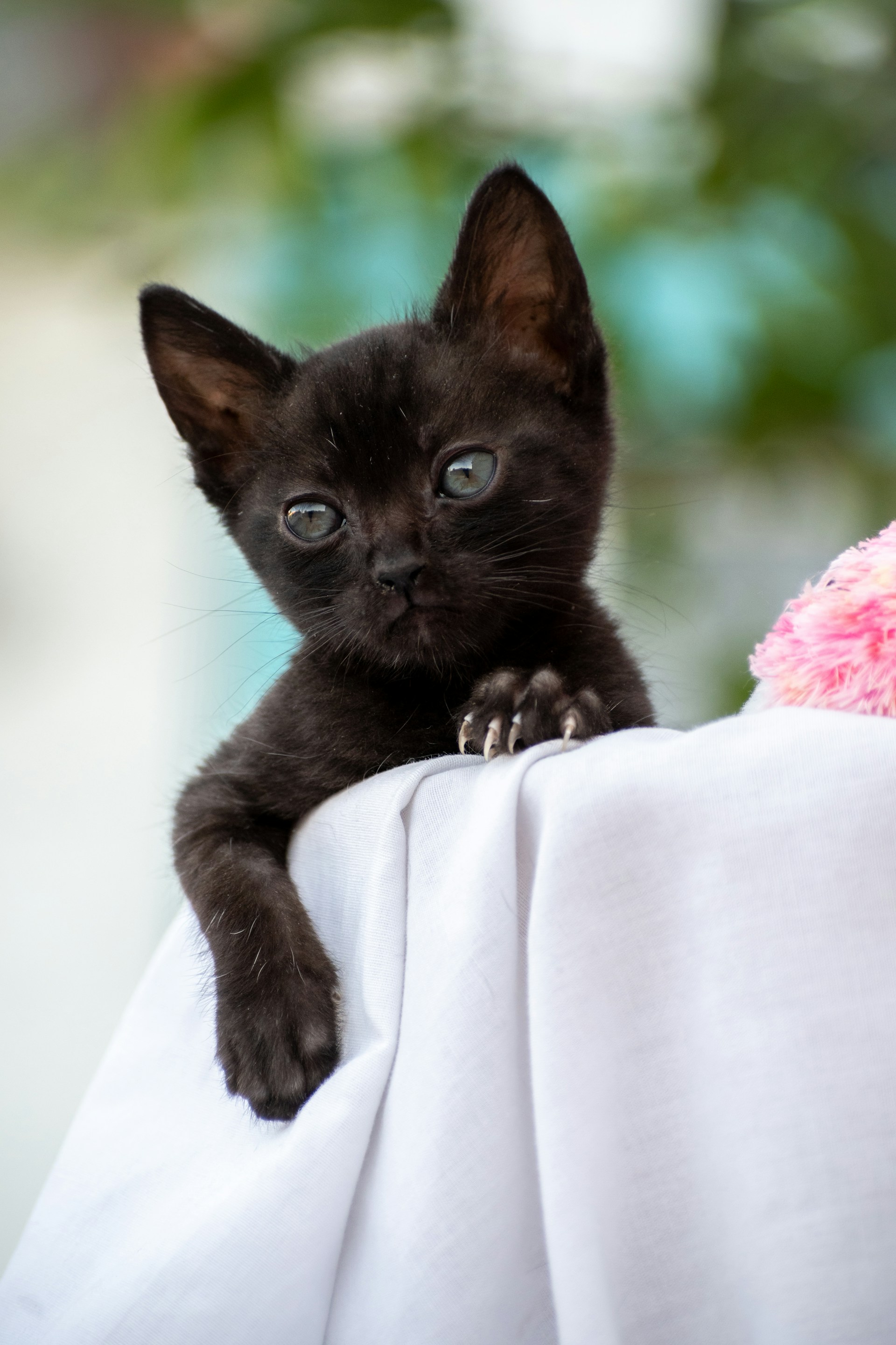 Doubtful Panthers