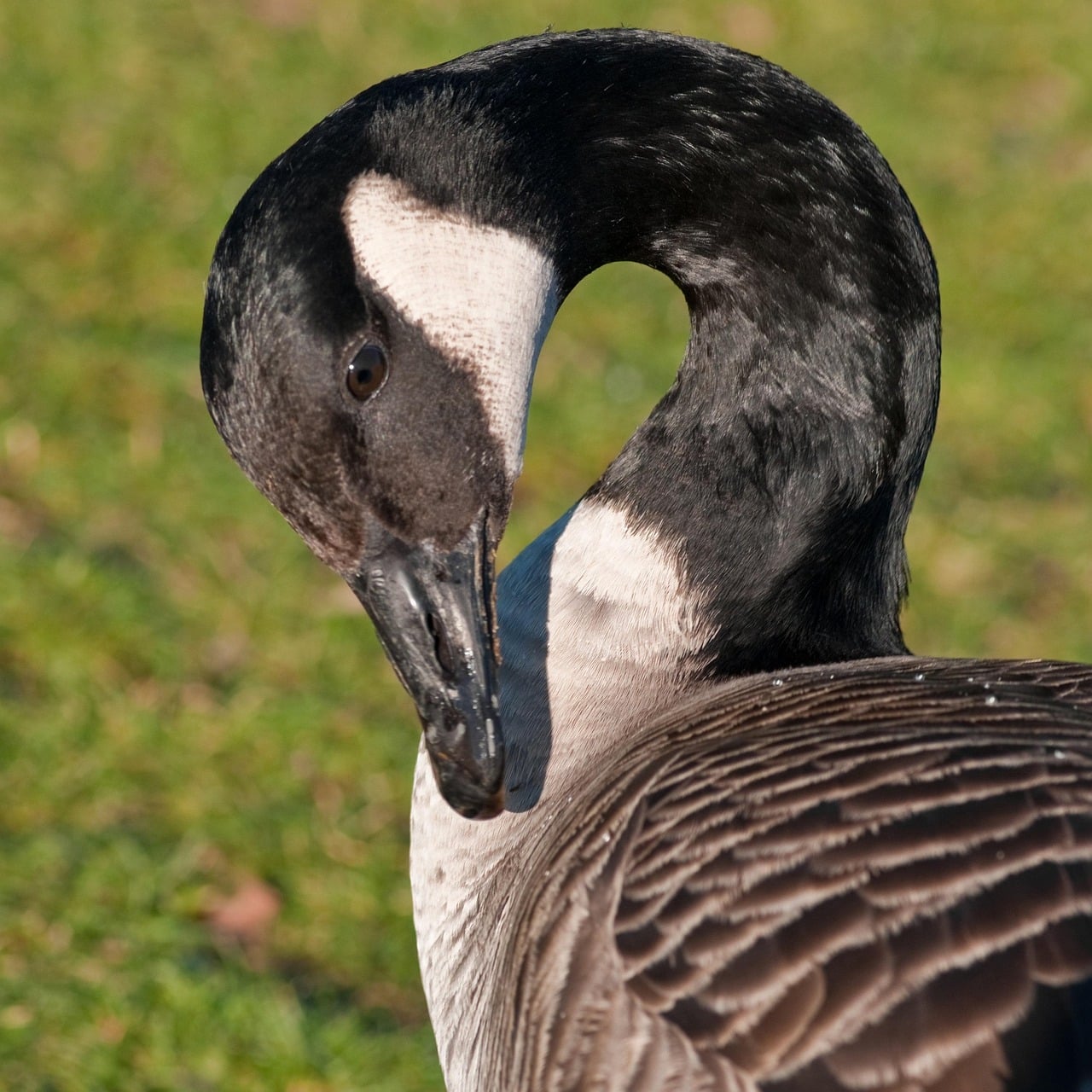 Gaggle
